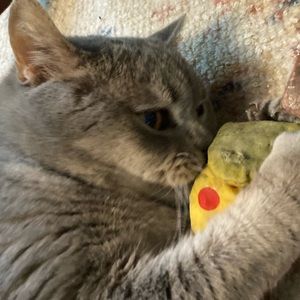 Meet your Posher, Zelda